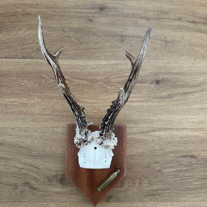 Large 6 Point Sussex Roe Deer Antler Mounted on Mahogany Plaque