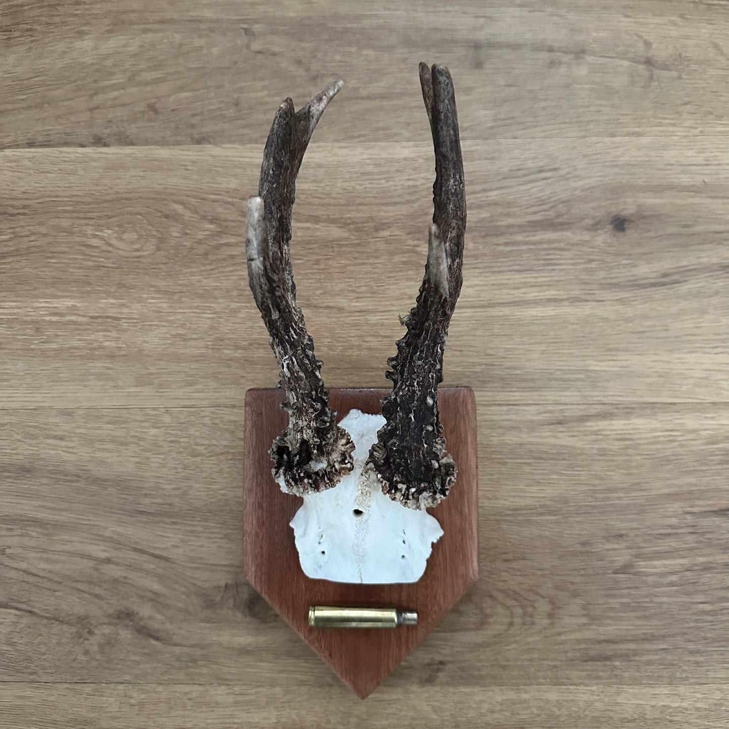 Old 6 Point Sussex Roe Deer Antler Mounted on Mahogany Plaque