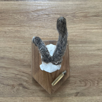 Sussex Roe Deer Malformation Spiker In Velvet Antler Mounted on Mahogany Plaque