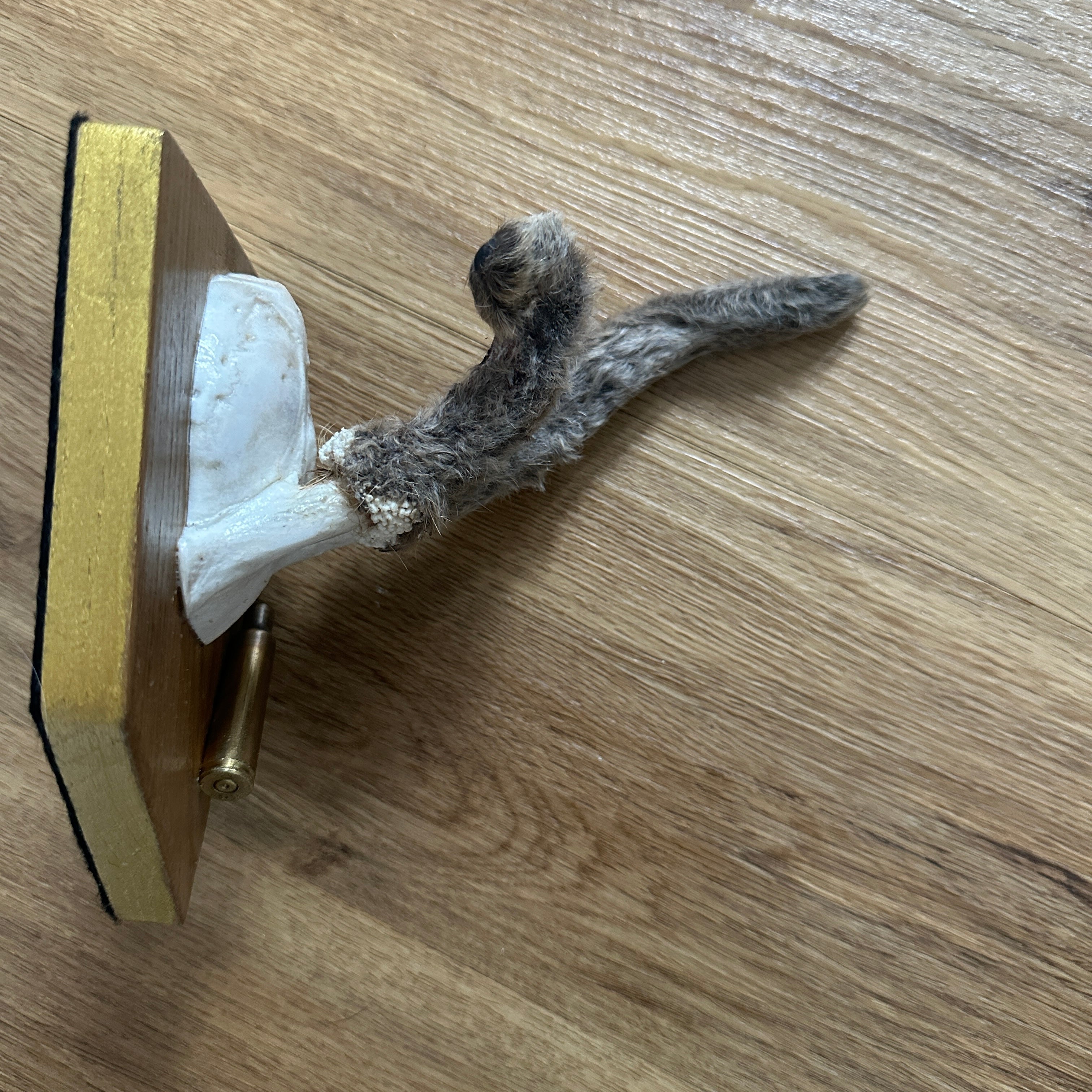 Sussex Roe Deer Malformation Spiker In Velvet Antler Mounted on Mahogany Plaque